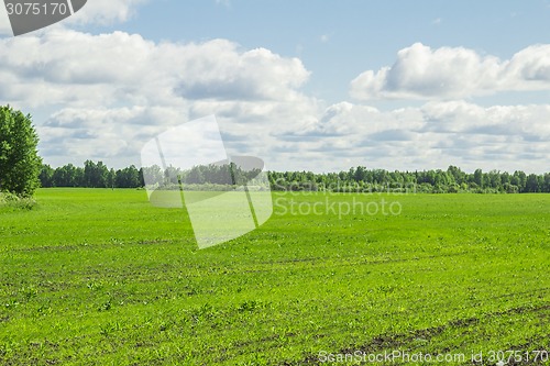 Image of summer landscape
