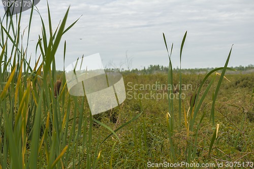 Image of       summer Morning.