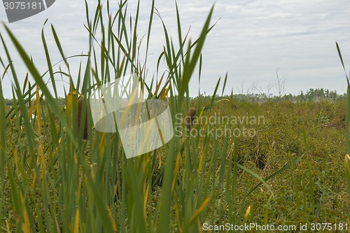 Image of       summer Morning.
