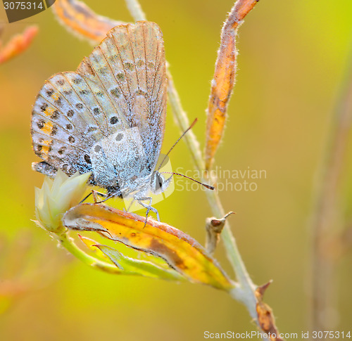 Image of Butterfly Polyommatus Icarus