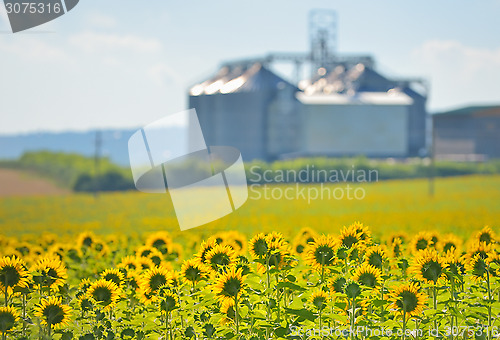 Image of Sunflower Field and Grain Silos 