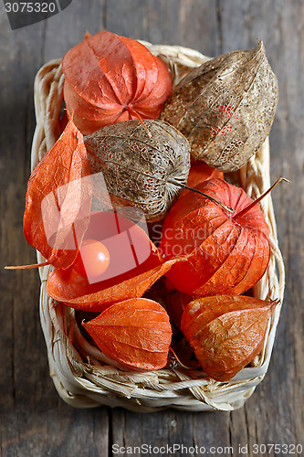 Image of red Physalis fruits