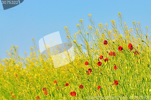 Image of Poppies field