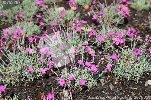 Image of Maiden pink