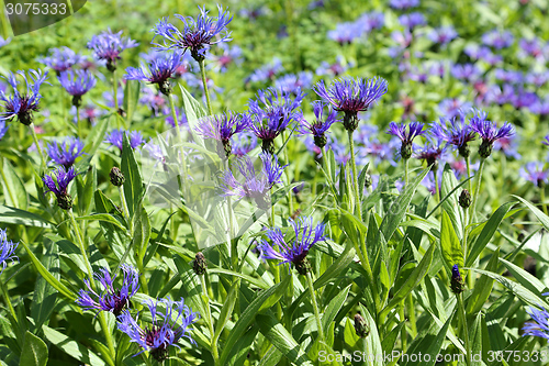 Image of Cornflowers