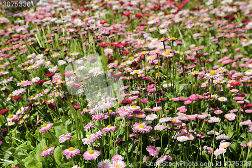 Image of Daisies.