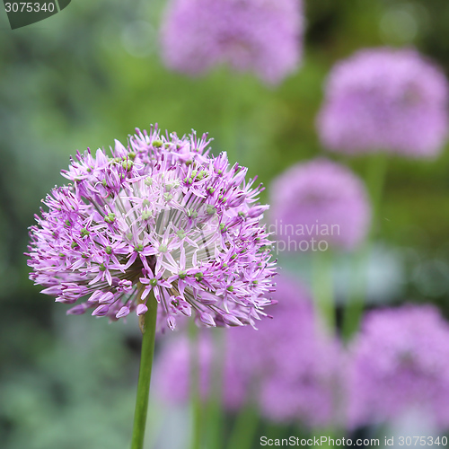 Image of Alium Giganteum