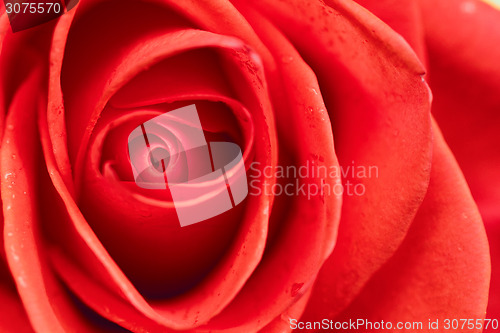 Image of Beautiful red rose closeup