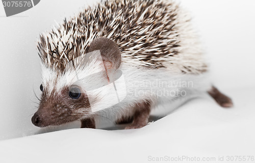 Image of African white- bellied hedgehog