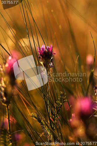 Image of Meadow at sunset