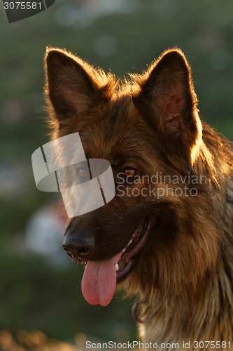 Image of German shepherd dog