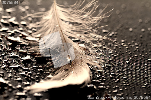 Image of White feather with water drops