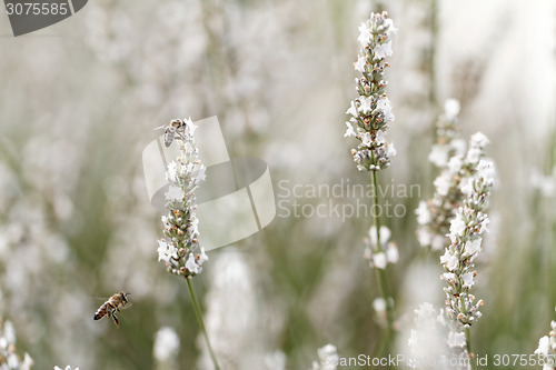 Image of White lavender flowers