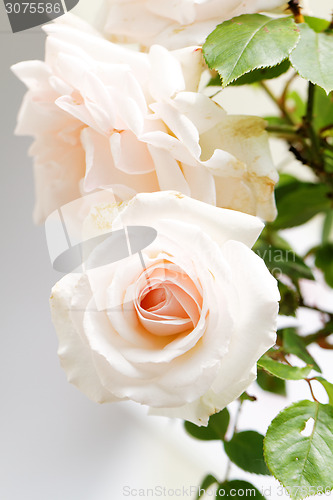 Image of Bright pink rose blooming in garden