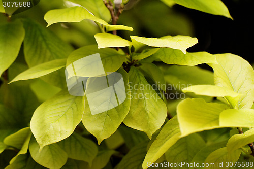 Image of Green leaf