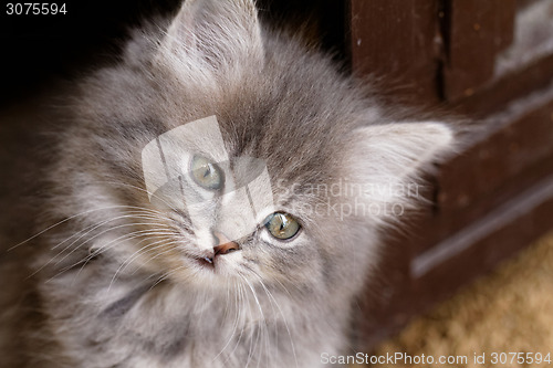 Image of Beautiful grey kitten