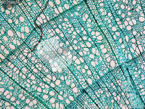 Image of Tilia stem micrograph