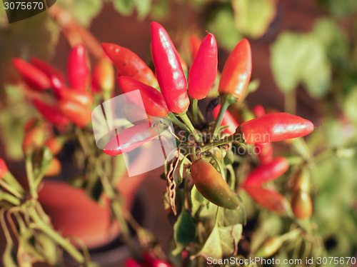 Image of Chili Pepper