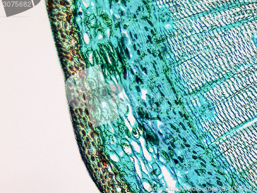 Image of Pine Wood micrograph