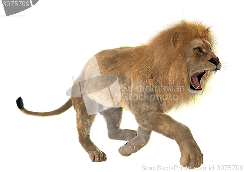 Image of Angry Lion