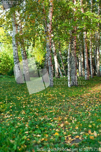 Image of summer birch forest