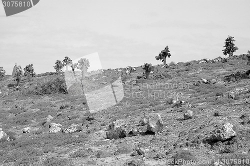 Image of Rocky terrain in the Galapagos Islands