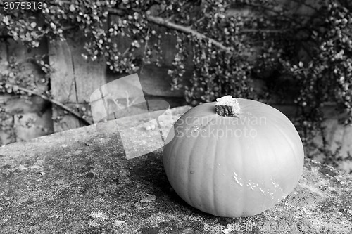 Image of Pumpkin on lichen-covered stone