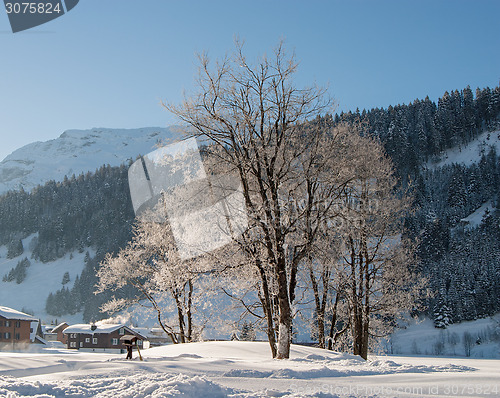 Image of Trees in the Snow