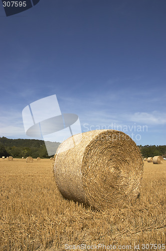 Image of Golden fields