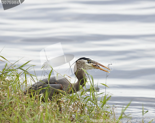 Image of Great Blue Heron