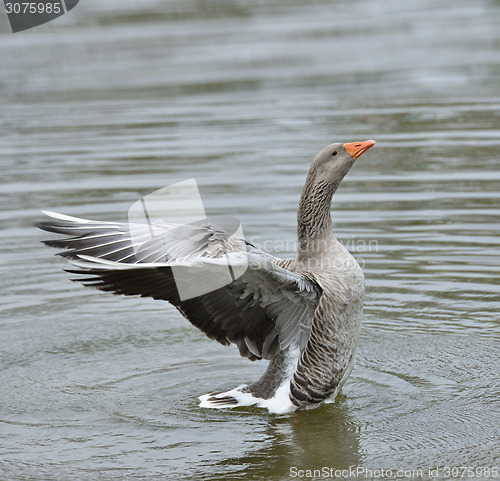 Image of Gray Goose