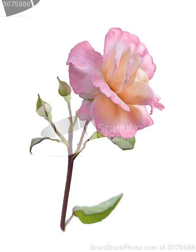 Image of Pink Rose Branch