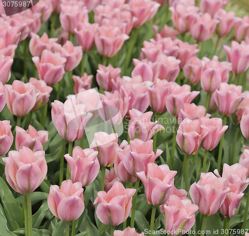 Image of Tulips