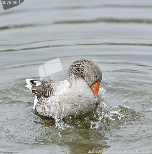 Image of Gray Goose