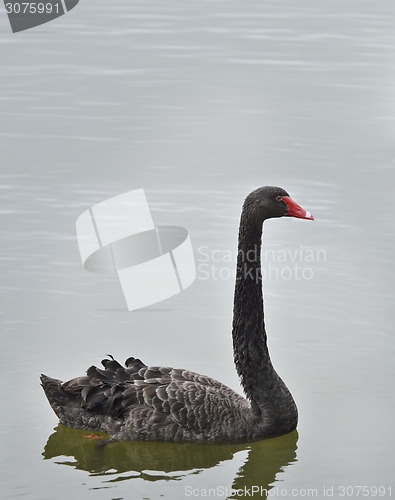 Image of Black Swan