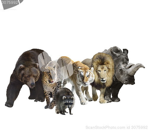 Image of Wild Mammals