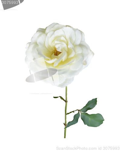 Image of White Rose Branch