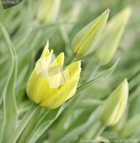 Image of Yellow Tulips