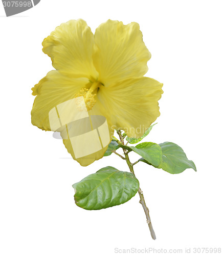 Image of Yellow Hibiscus Flower