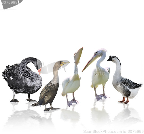 Image of Waterbirds