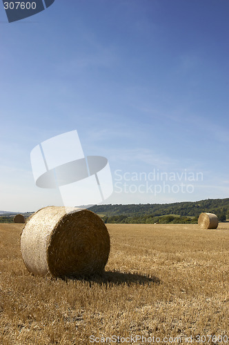 Image of Golden fields