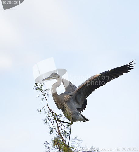 Image of Great Blue Heron