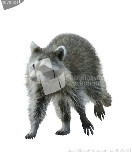 Image of Walking Raccoon