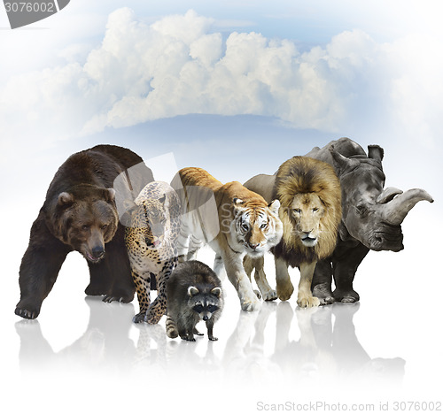 Image of Wild Mammals