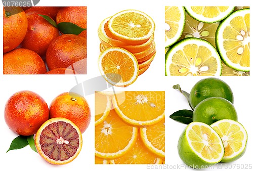 Image of Citrus Collection