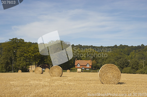 Image of Golden fields