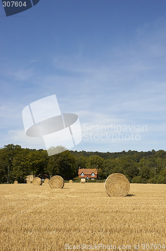 Image of Golden fields
