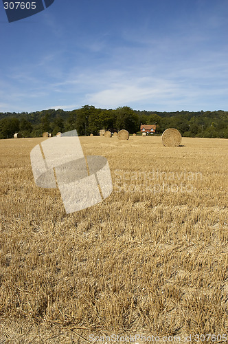 Image of Golden fields