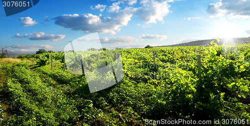 Image of Green vineyard