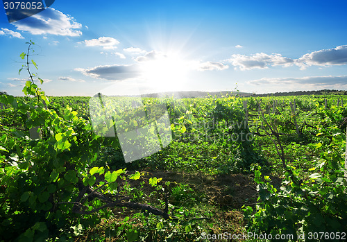 Image of Day in vineyard